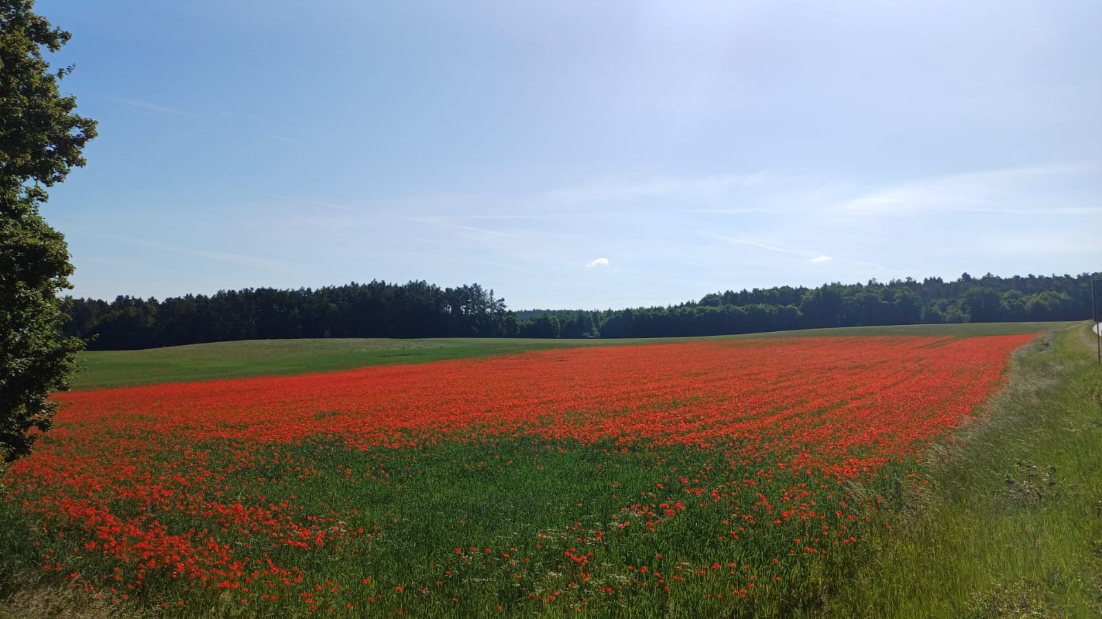 Blühendes Feld mit roten Blumen vor Waldrand und offenem Himmel
